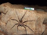 00395-1868 Spider in Lagangs Cave - Photo by GKS